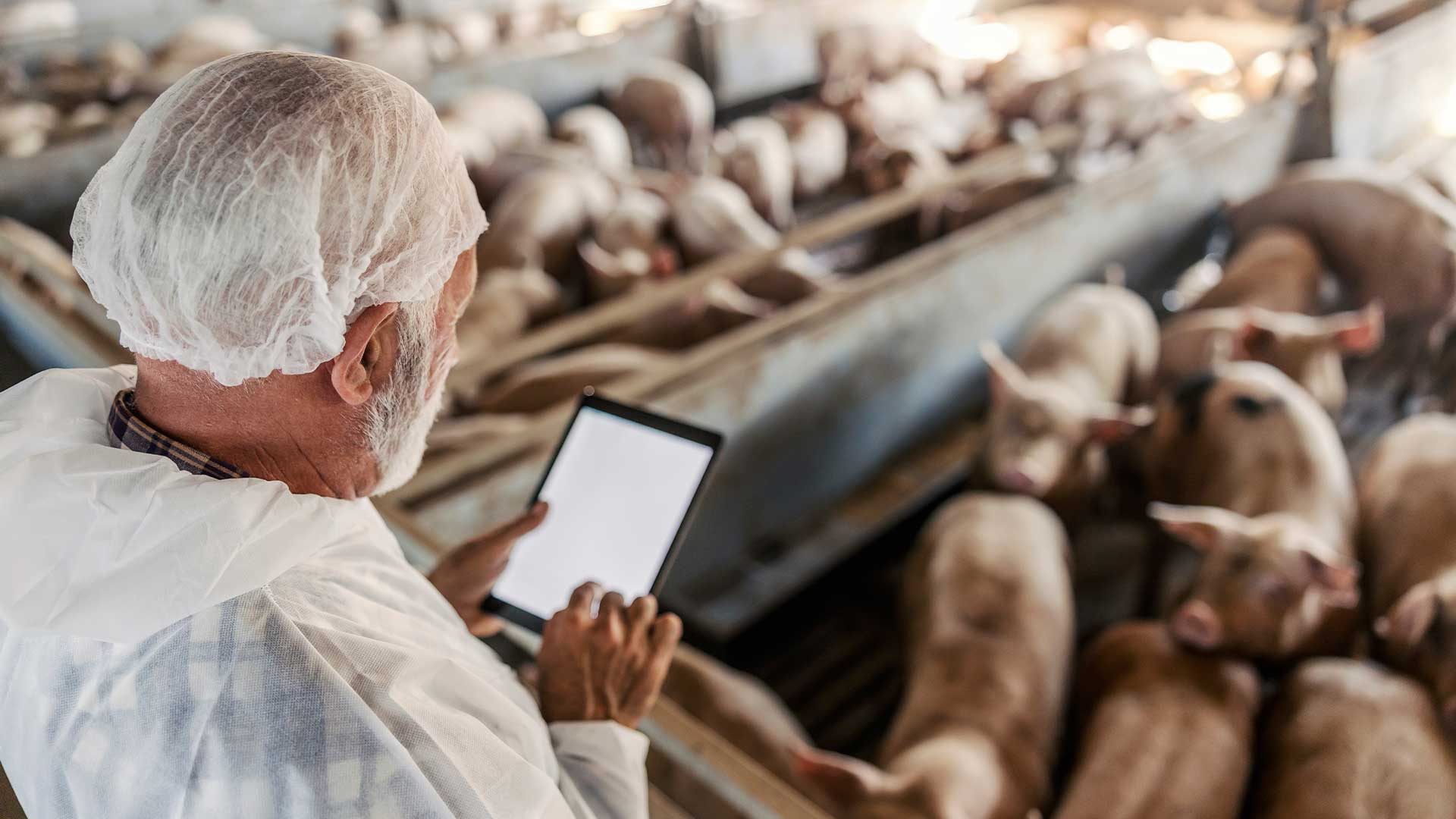 Indústria veterinária: como sustentar o crescimento com operações mais previsíveis 
